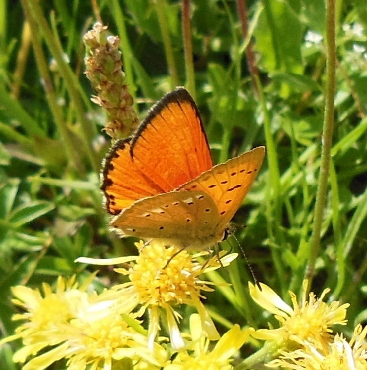 ORANGE BUTTERFLY by marieclaire gallet