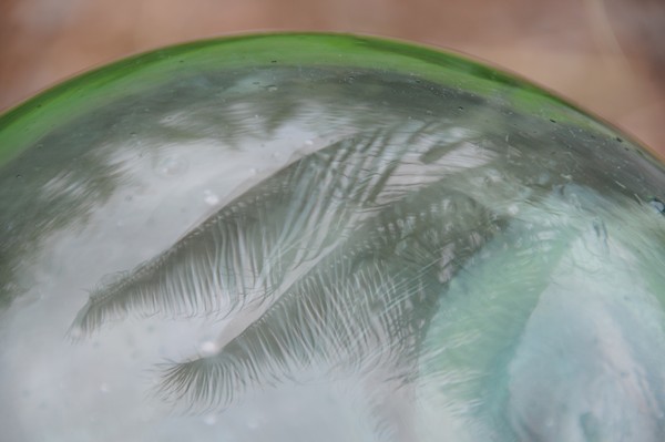 palm leaf reflection