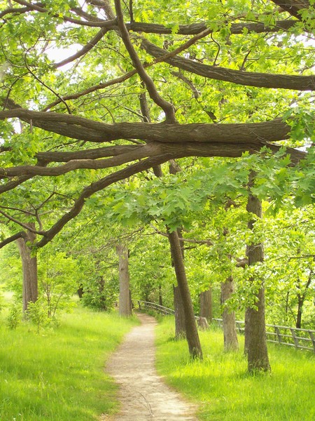Path Over Niagara