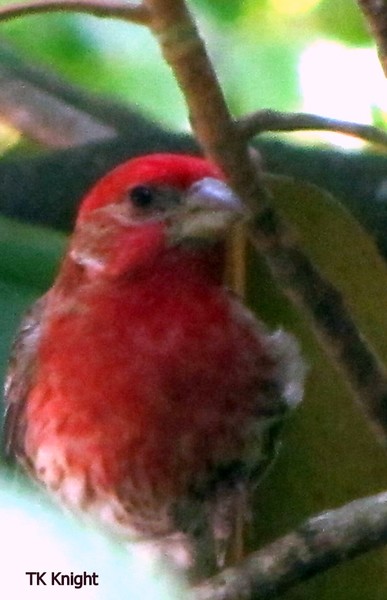 Where's that cardinal? hmmph!