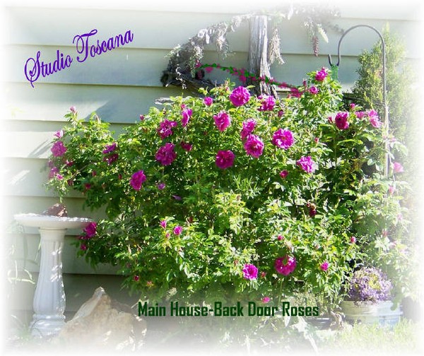 Roses At My Back Door