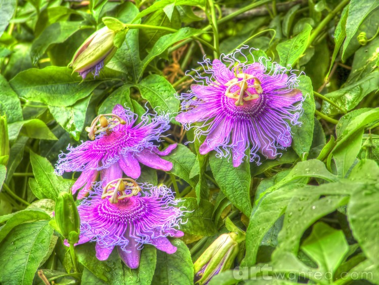 Nature's Beauty