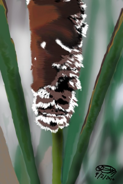 Cattail