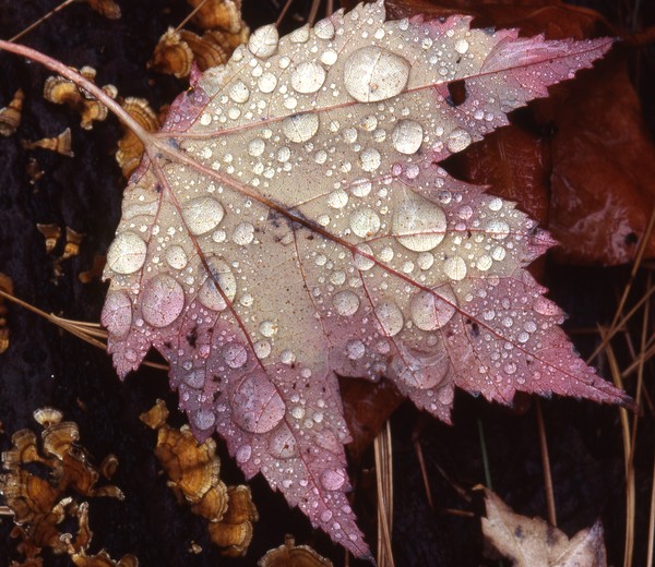 Maple Leaf