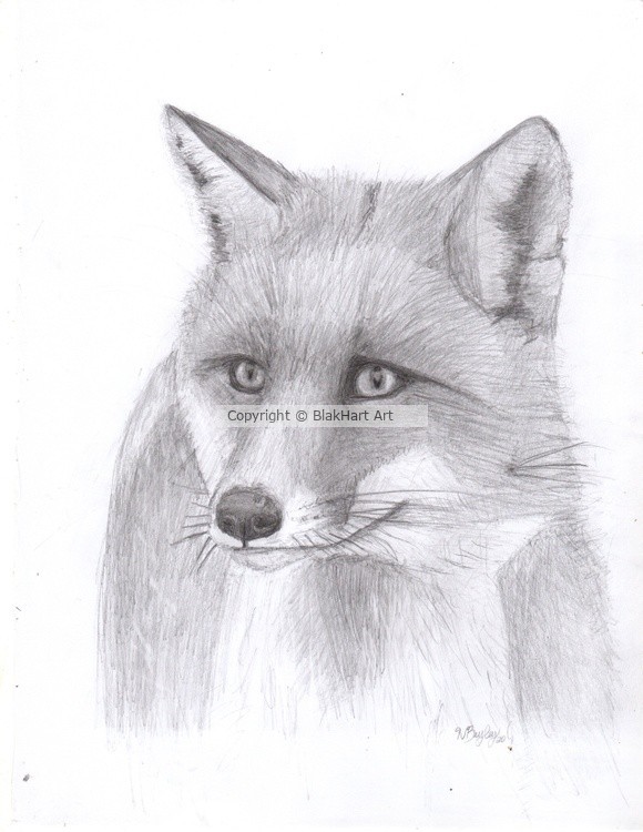 Fox
