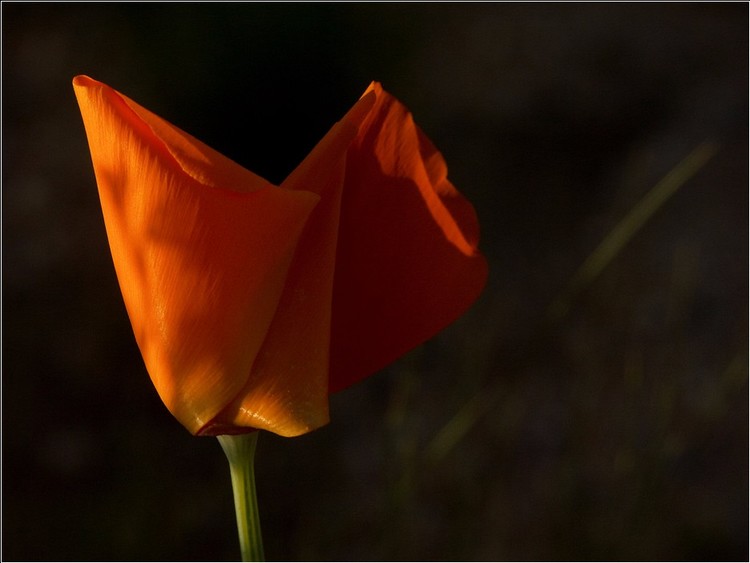California Poppy _ V Sunset