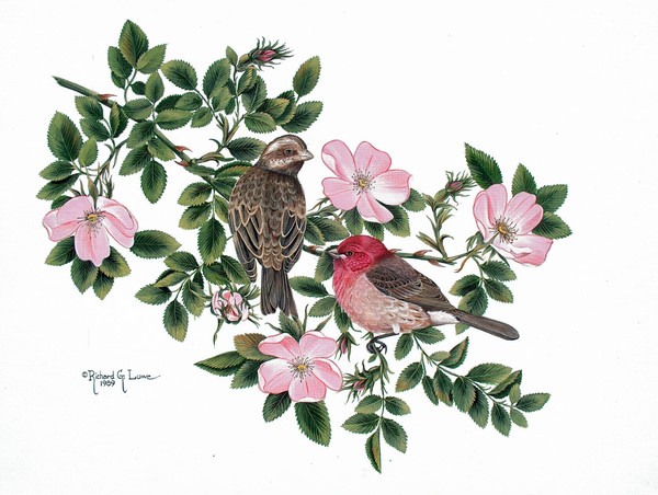 Purple Finch On English Rose