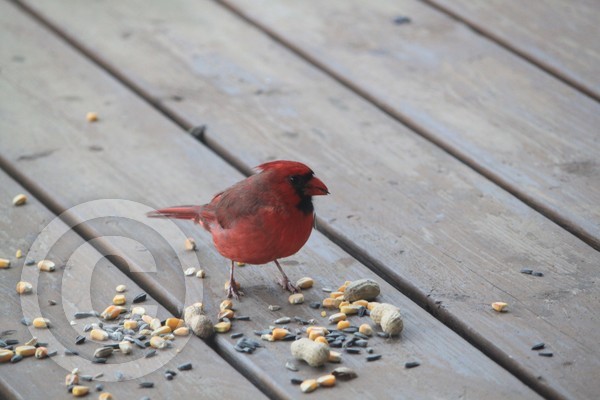 Dinner time 2