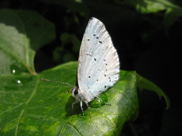 one more butterlfy