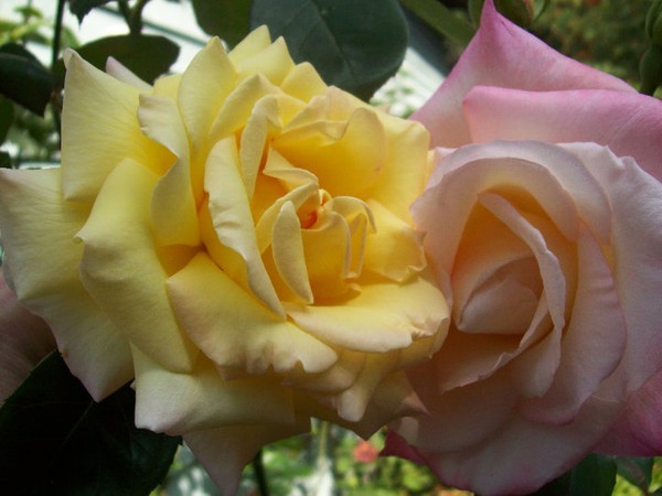 When Roses Collide