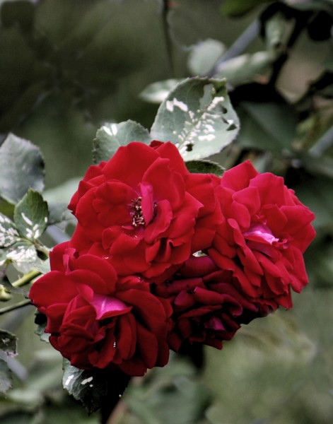 A rose is a rose.