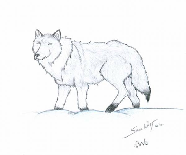 Larka Wolf