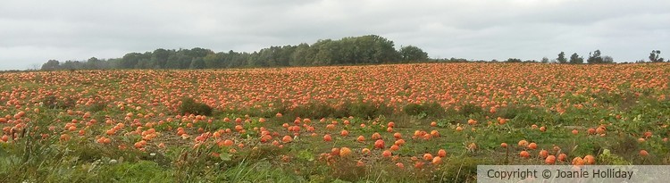 VERY  SMALL  PORTION  OF THIS PUMPKIN  FIELD  NEAR