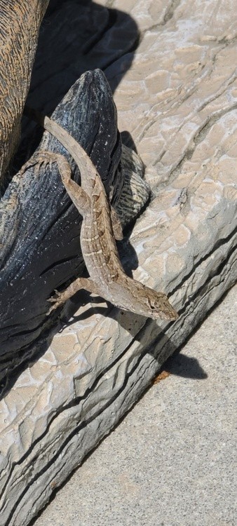 GECKO