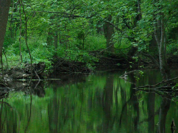 Emerald Wood 3146  11x14 Print