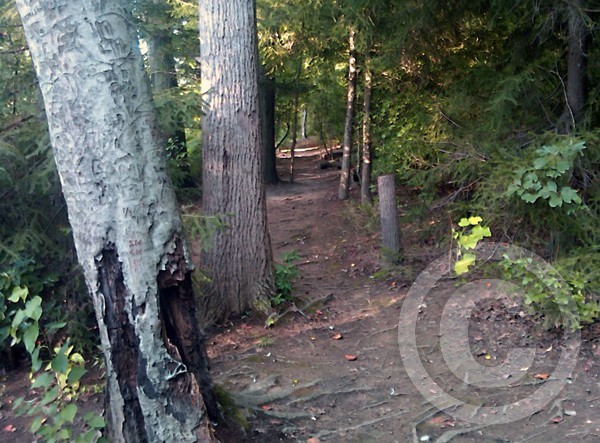 Well Worn Path