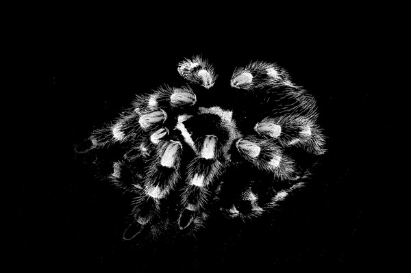 Spider 1