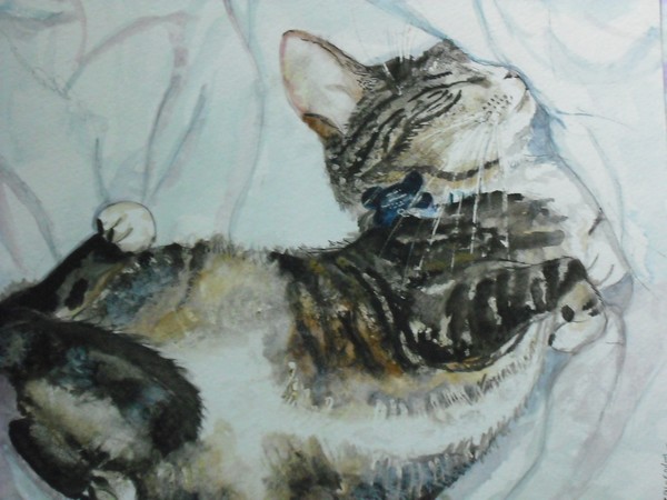 Sleeping cat