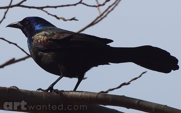 Grackle