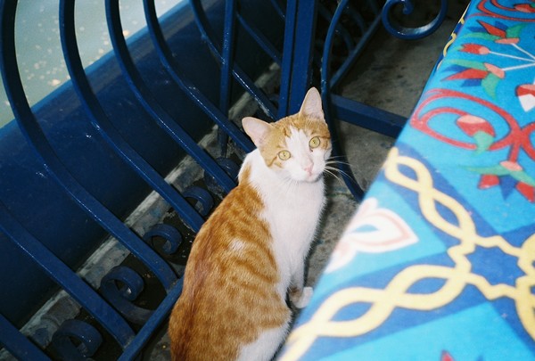 Kitty in Cairo II