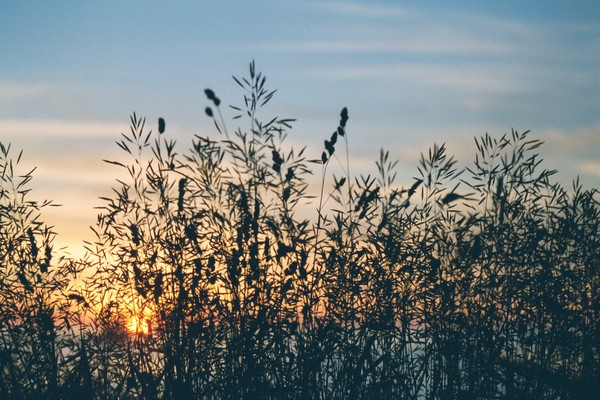 Swaying Grass