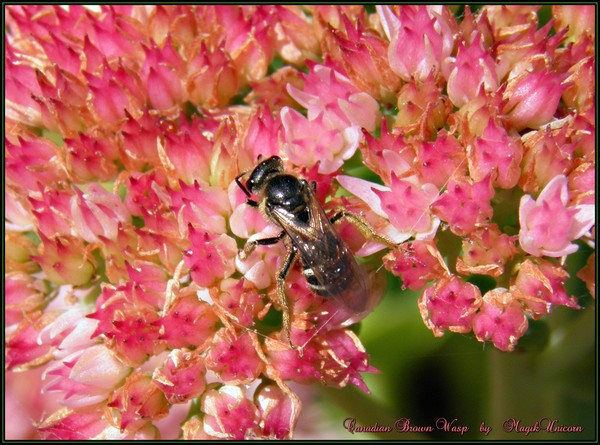 Canadian Brown Wasp