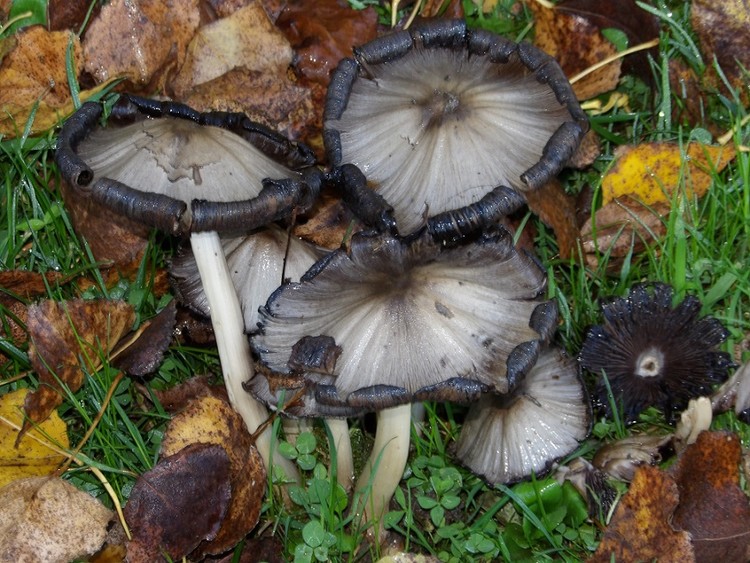Wild Mushroom, October 30, 2017