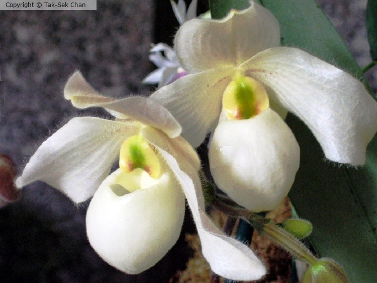 Slipper Orchid (Paphiopedilum)