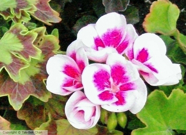Primrose, Denali, Alaska, USA,  08-09-2012