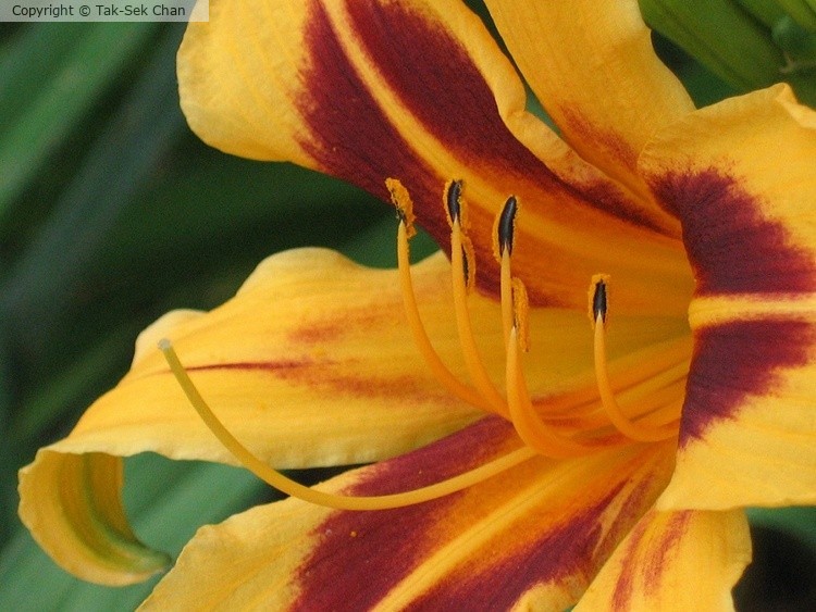 Daylily (Hemerocallis fulva) 07-15-2006
