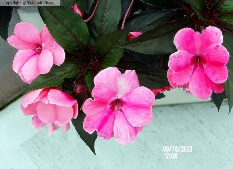 Impatiens balsamina, Howard Beach, NY, 09-16-2023
