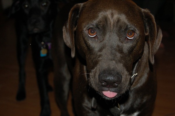 Harley