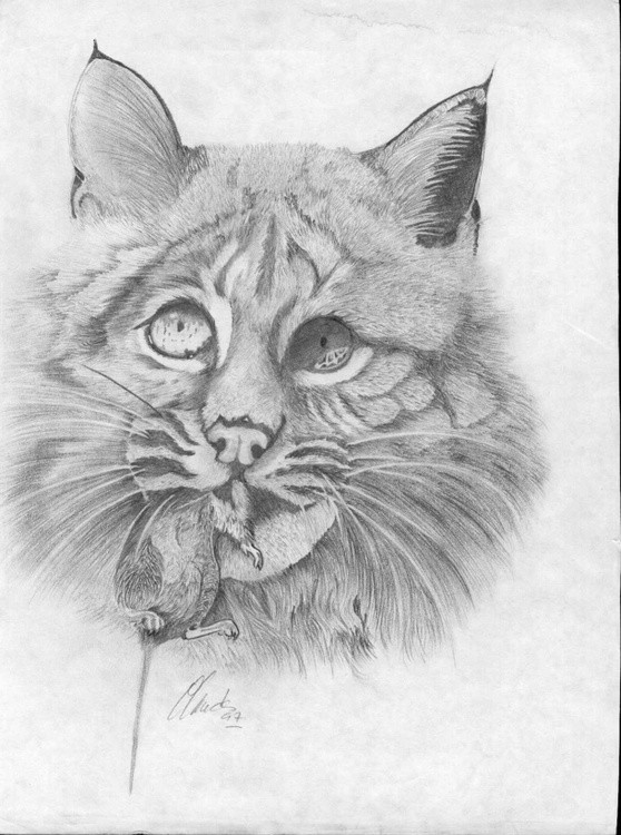 bobcat