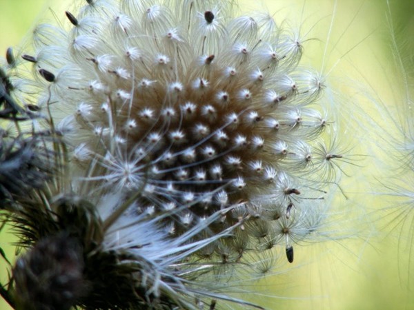 thistledown