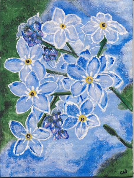 Forget-me-not