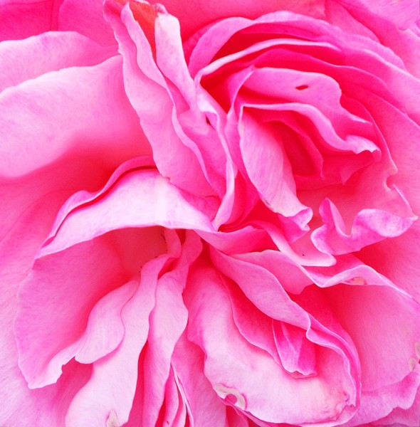 inside of a flower