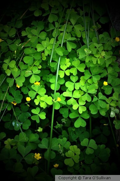 Shamrocks