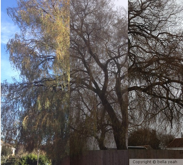 willow through the year