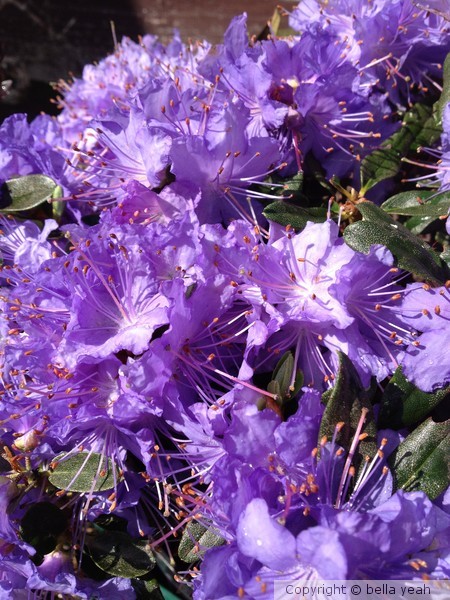 dwarf rhodedendron, blue sky 2