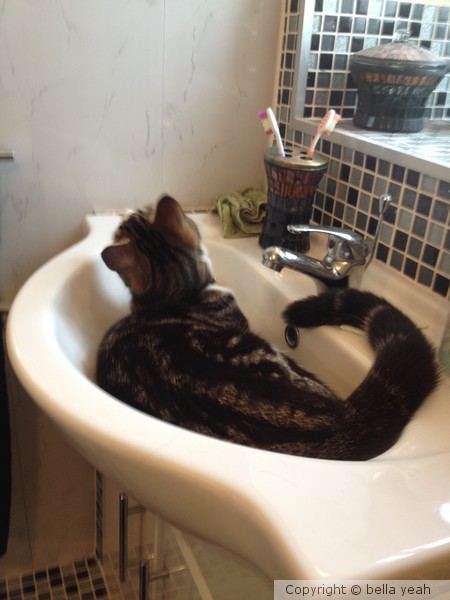 comfy sink? ;-)