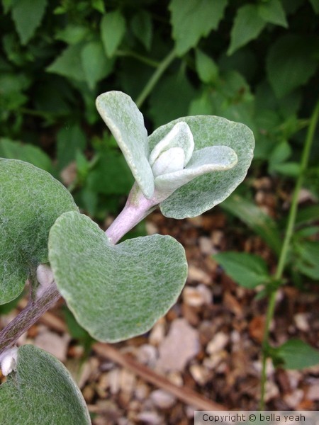 helichrysum, new growth
