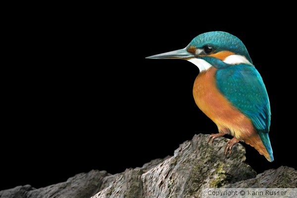 KINGFISHER