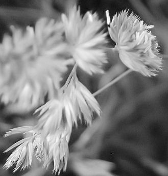 Hay: Black and White 2