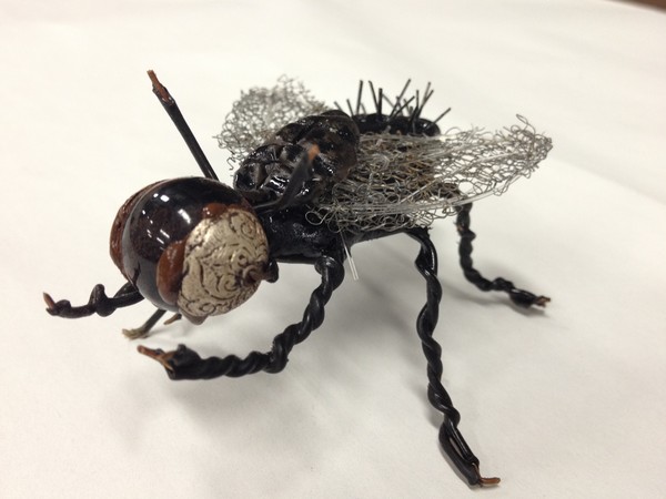 house fly