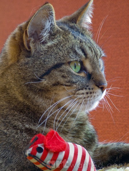 Smokey and her Toy