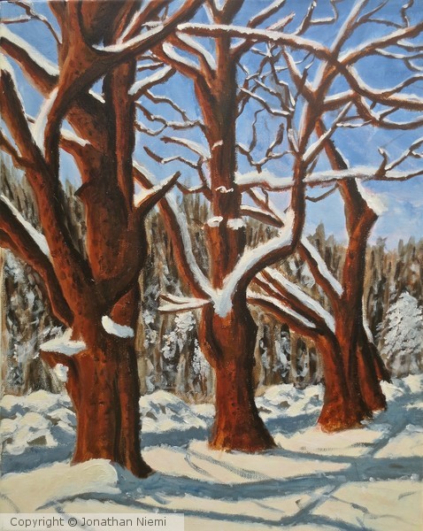 3 Maples