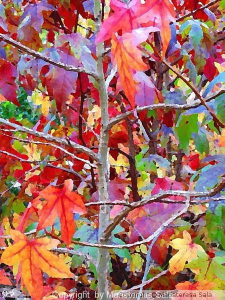  mapple tree with the colours of autumn