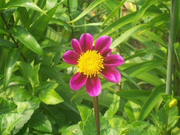 Summer Dahlia