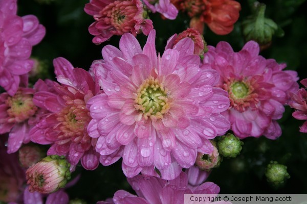 Flowers in the Rain