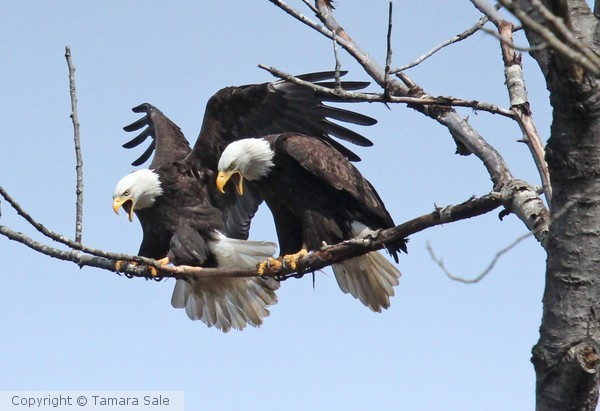 Mr. & Mrs. Eagle